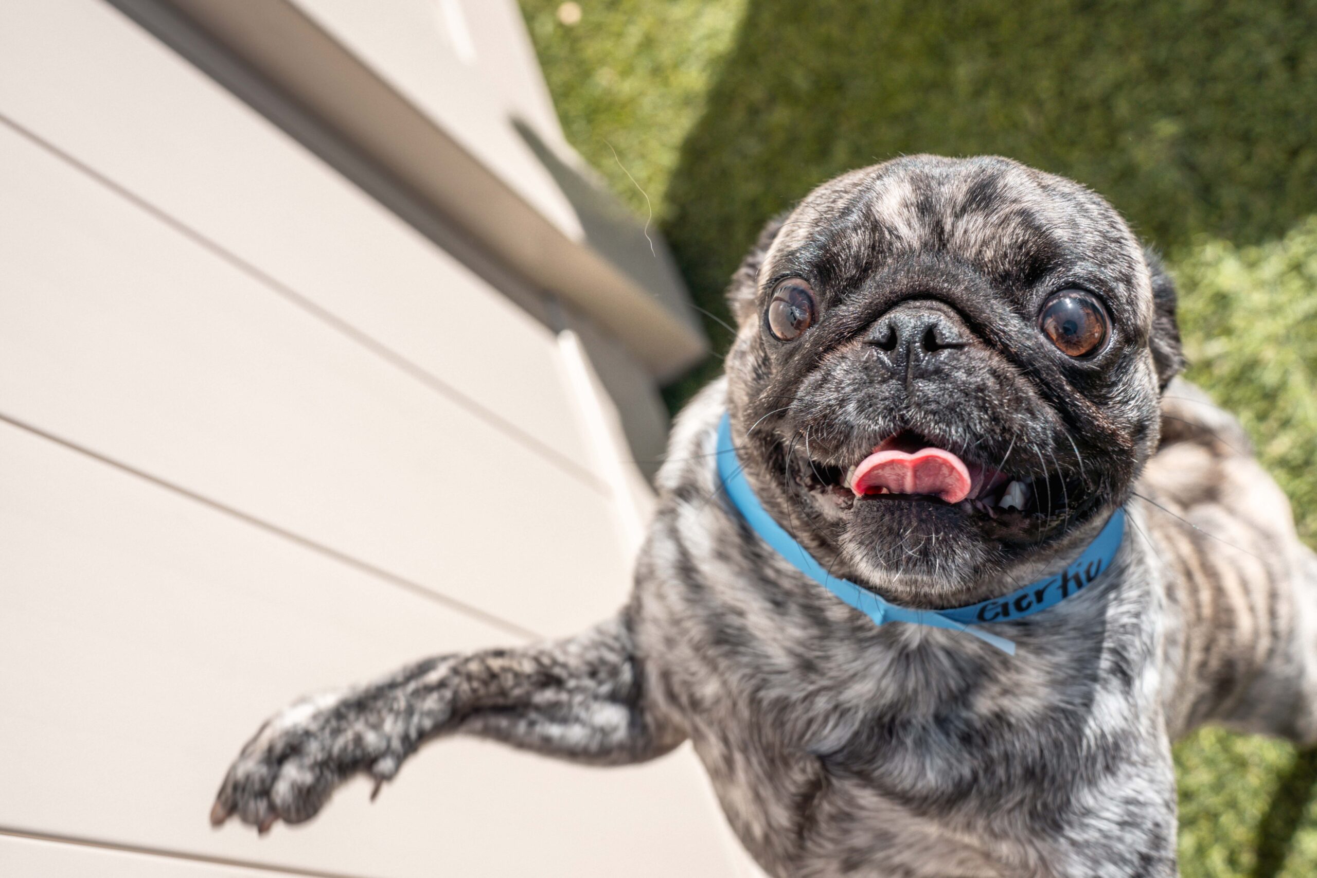 Pet Friendly Barkefellers Indianapolis Northeast