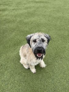 enrichment_activities